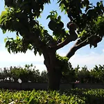 Frontemare Bed & Breakfast 3*
