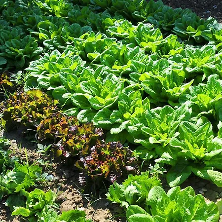 Frontemare جوليانوفا